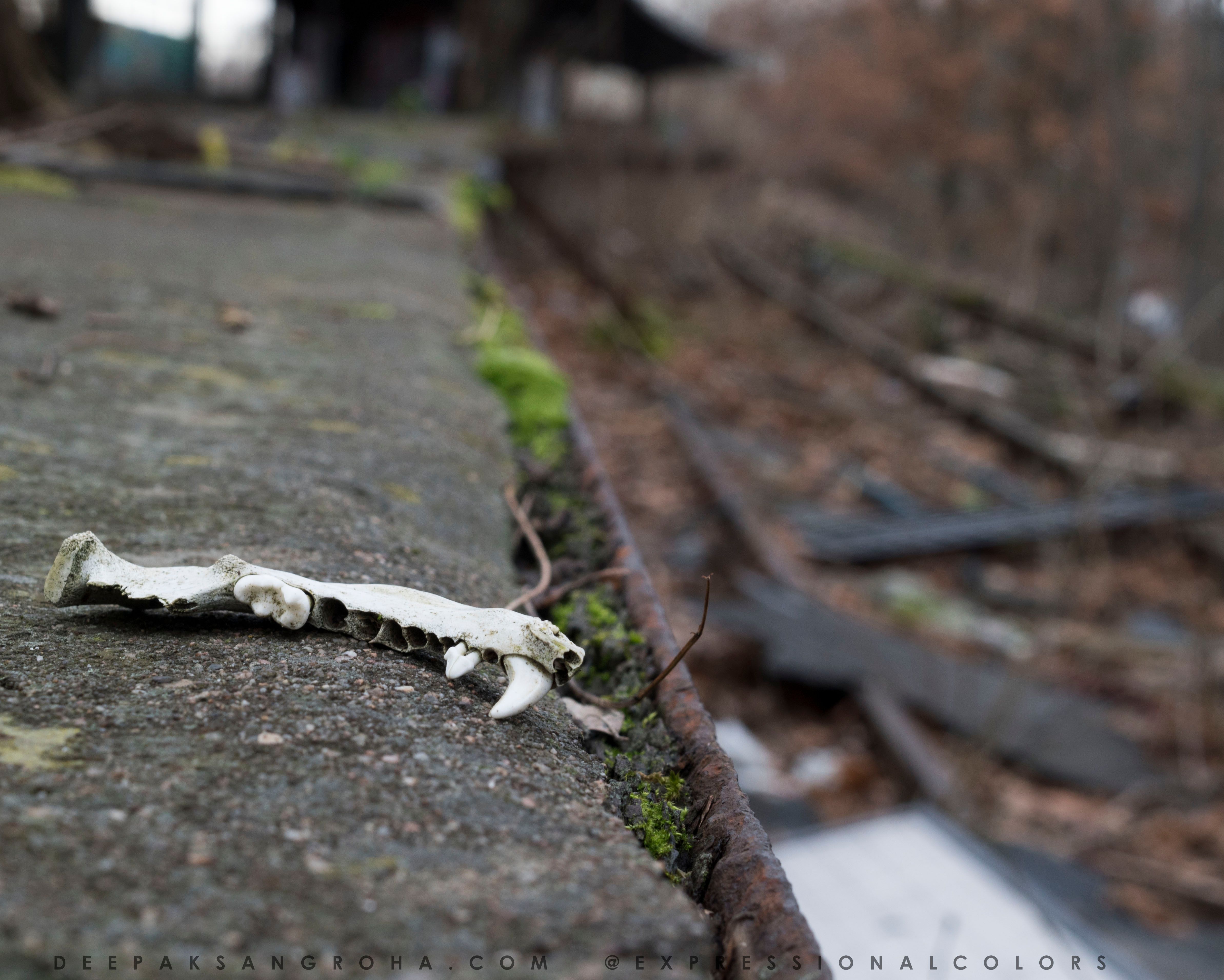 siemensstadt station 1.jpg